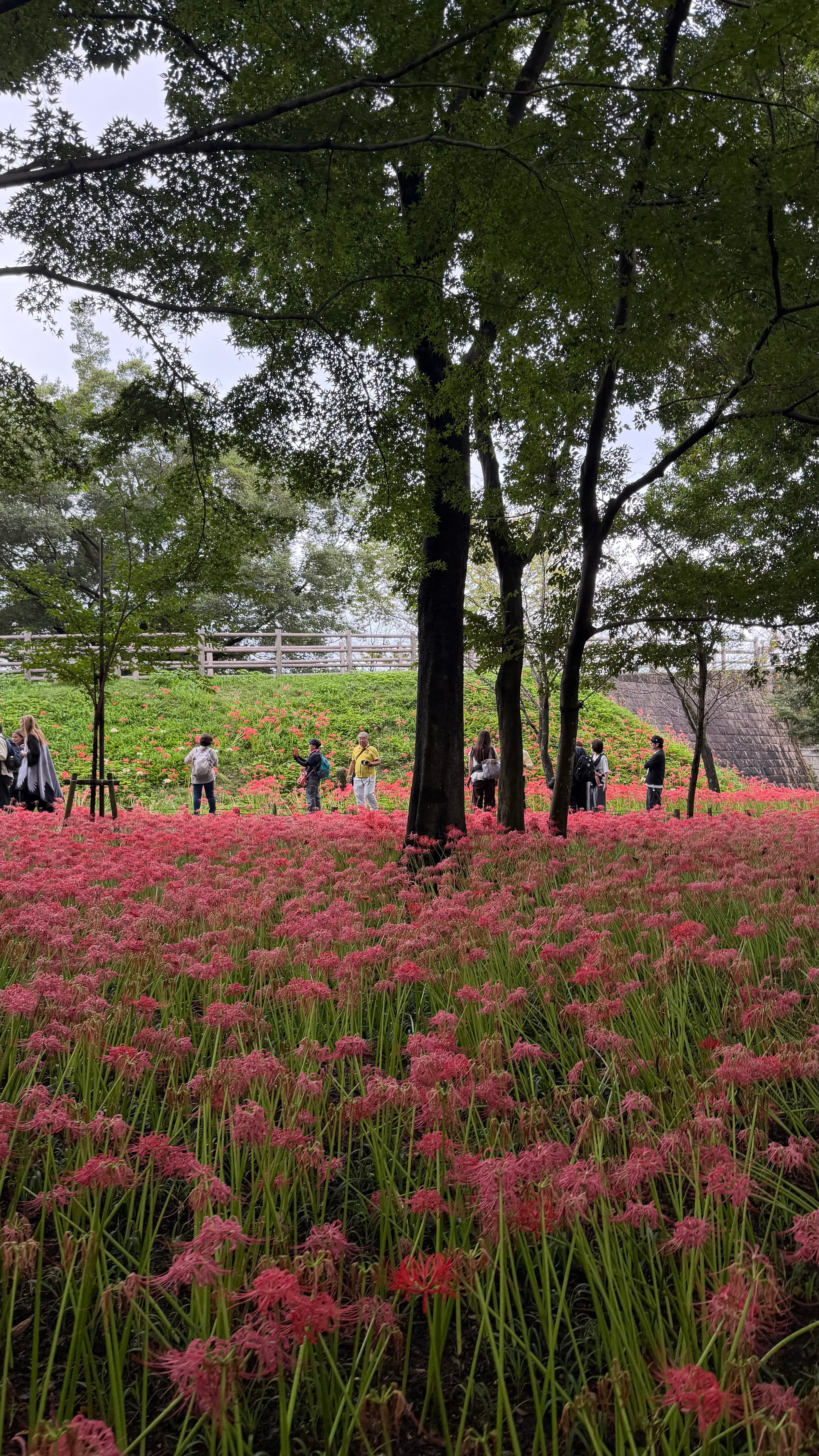 Kinchakuda Manjushage Park - foto 4