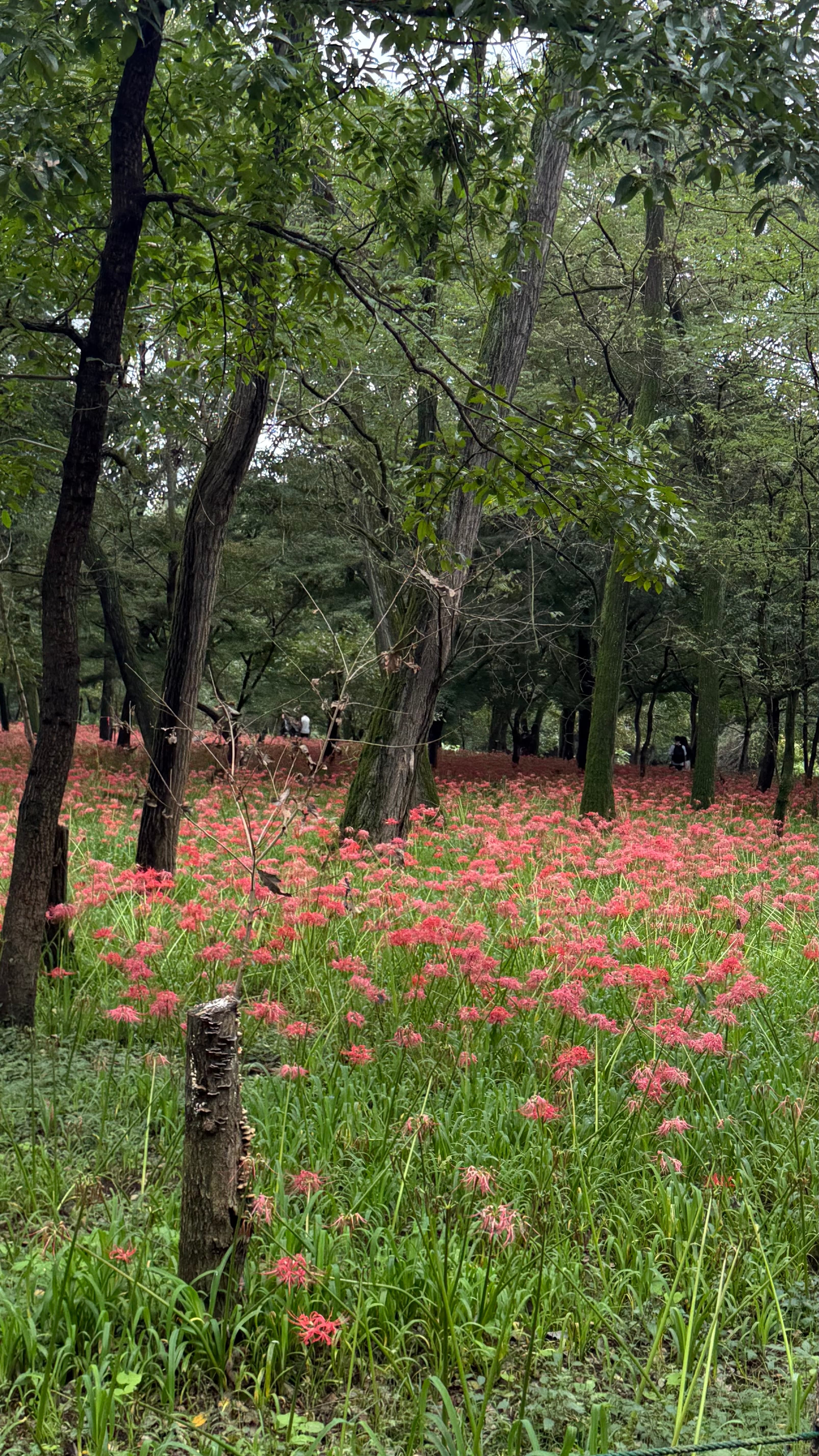 Kinchakuda Manjushage Park - foto 8