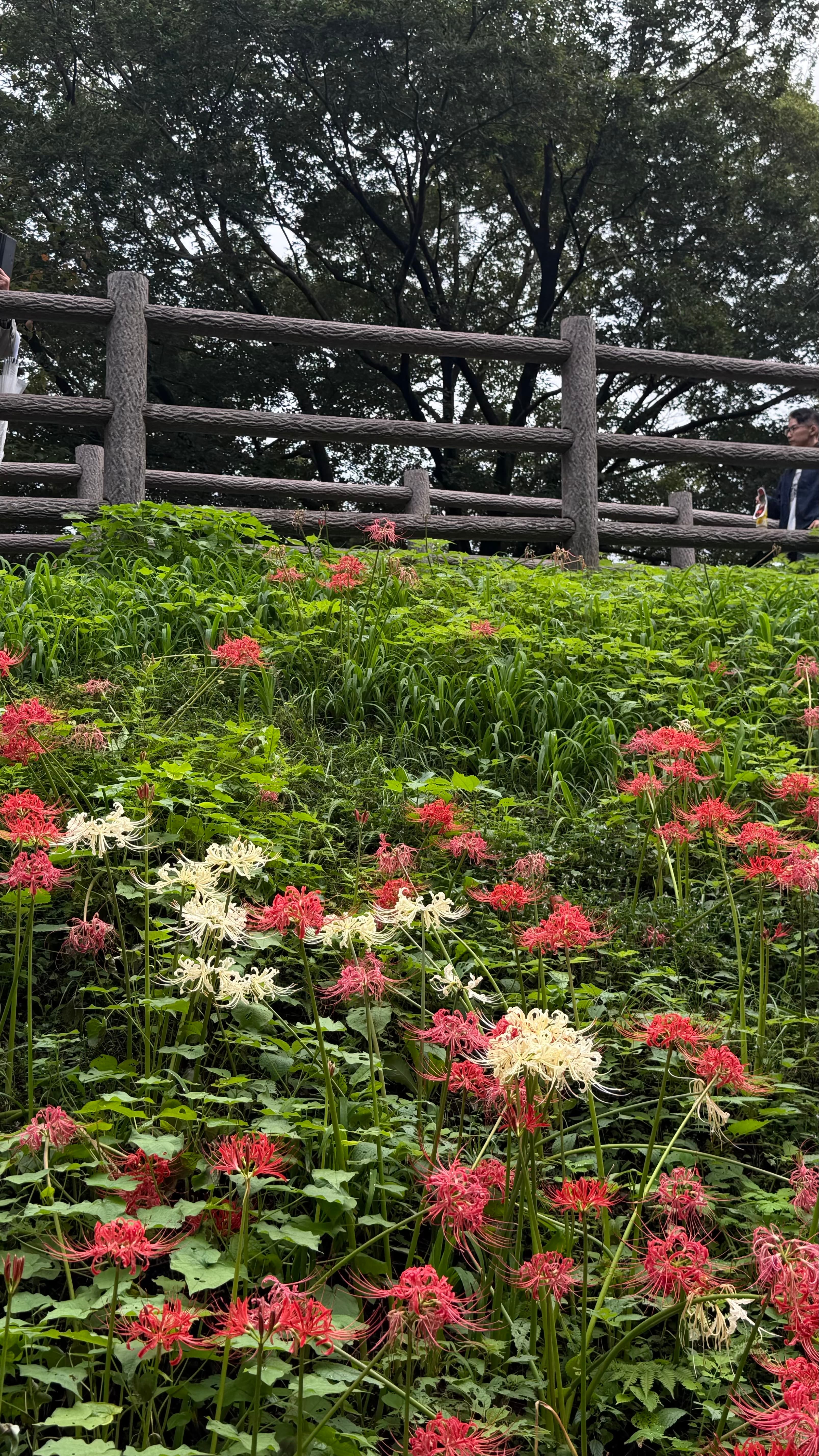 Kinchakuda Manjushage Park - foto 6