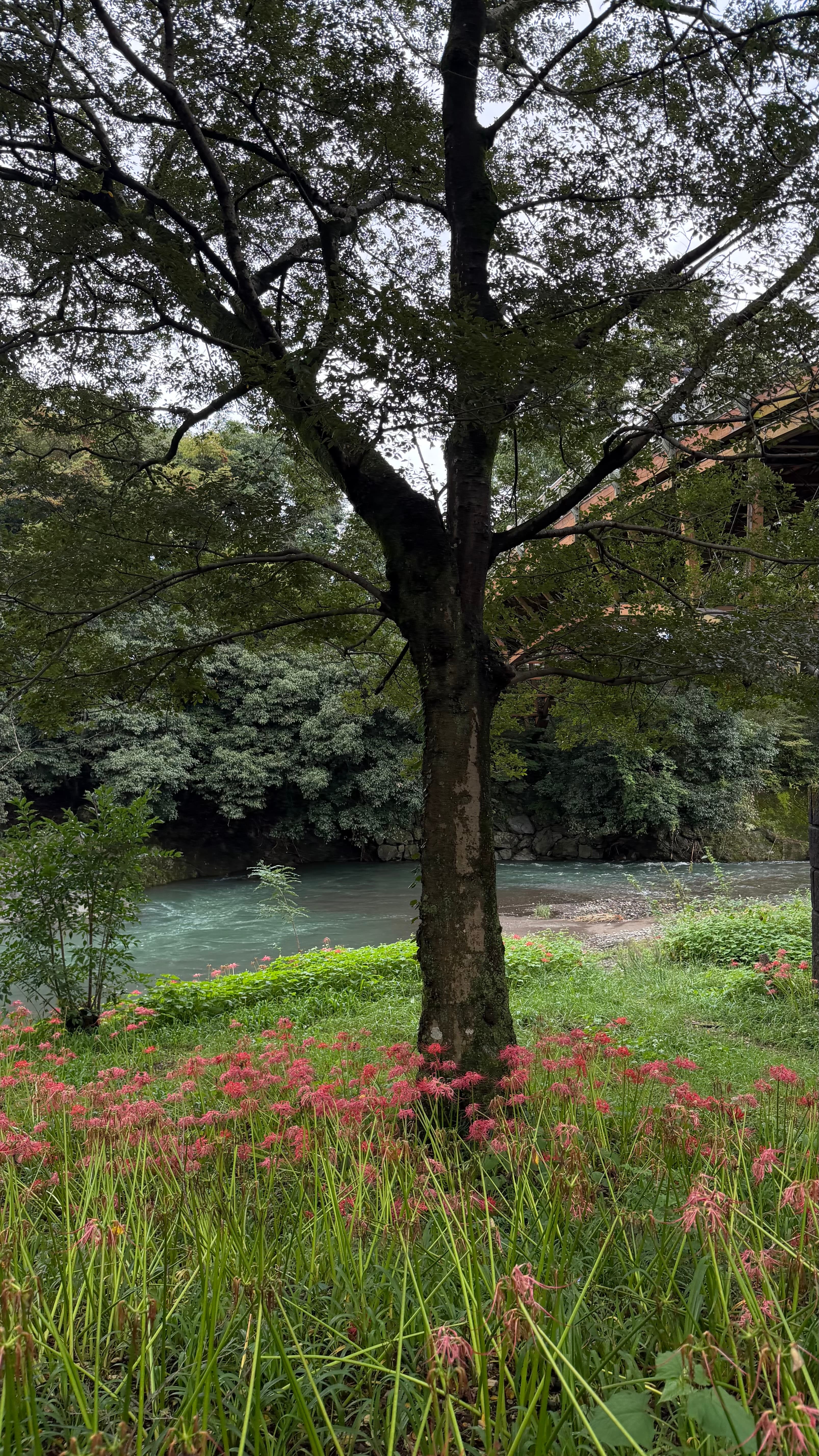Kinchakuda Manjushage Park - foto 7