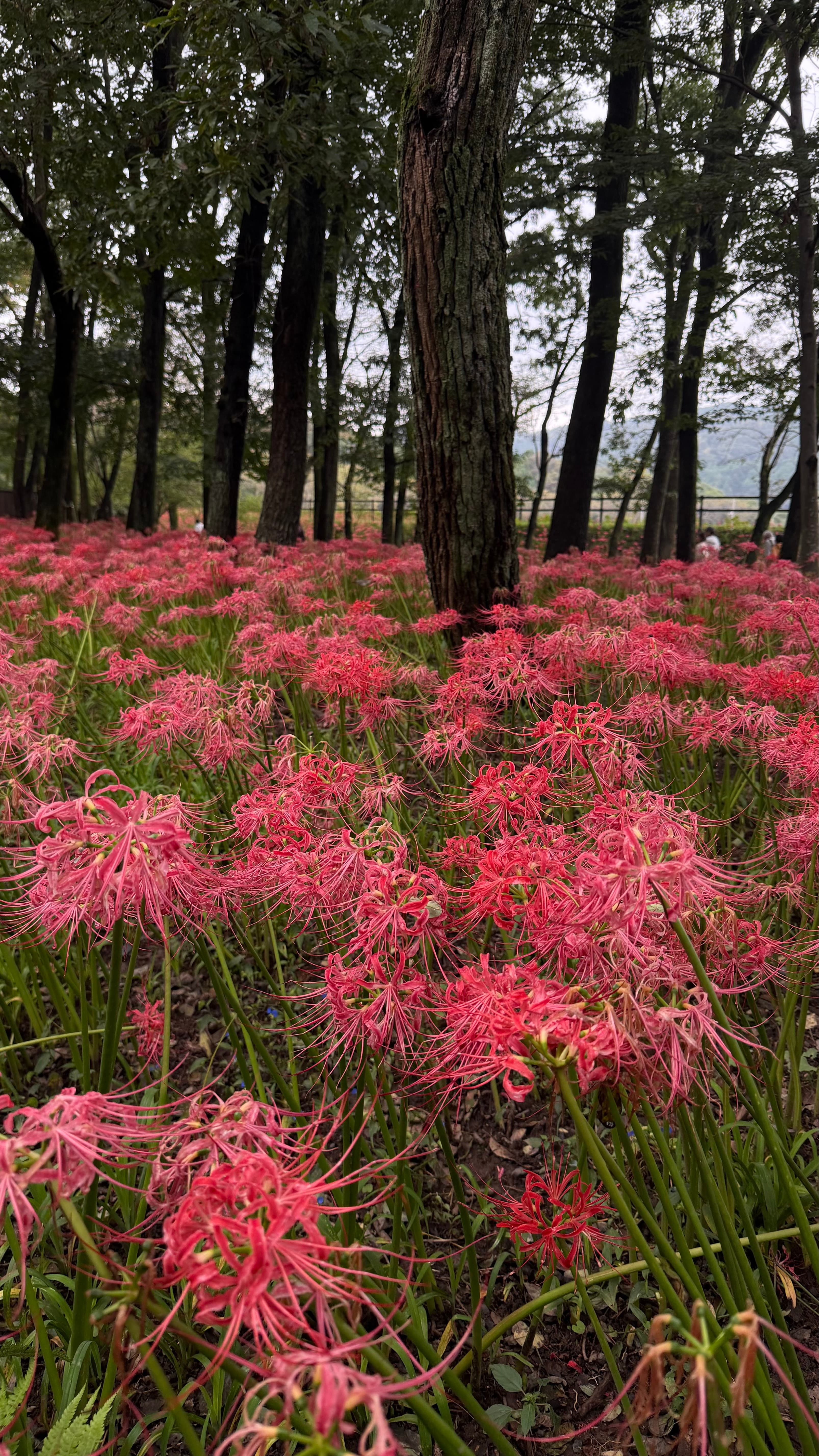 Kinchakuda Manjushage Park, Saitama, Japão