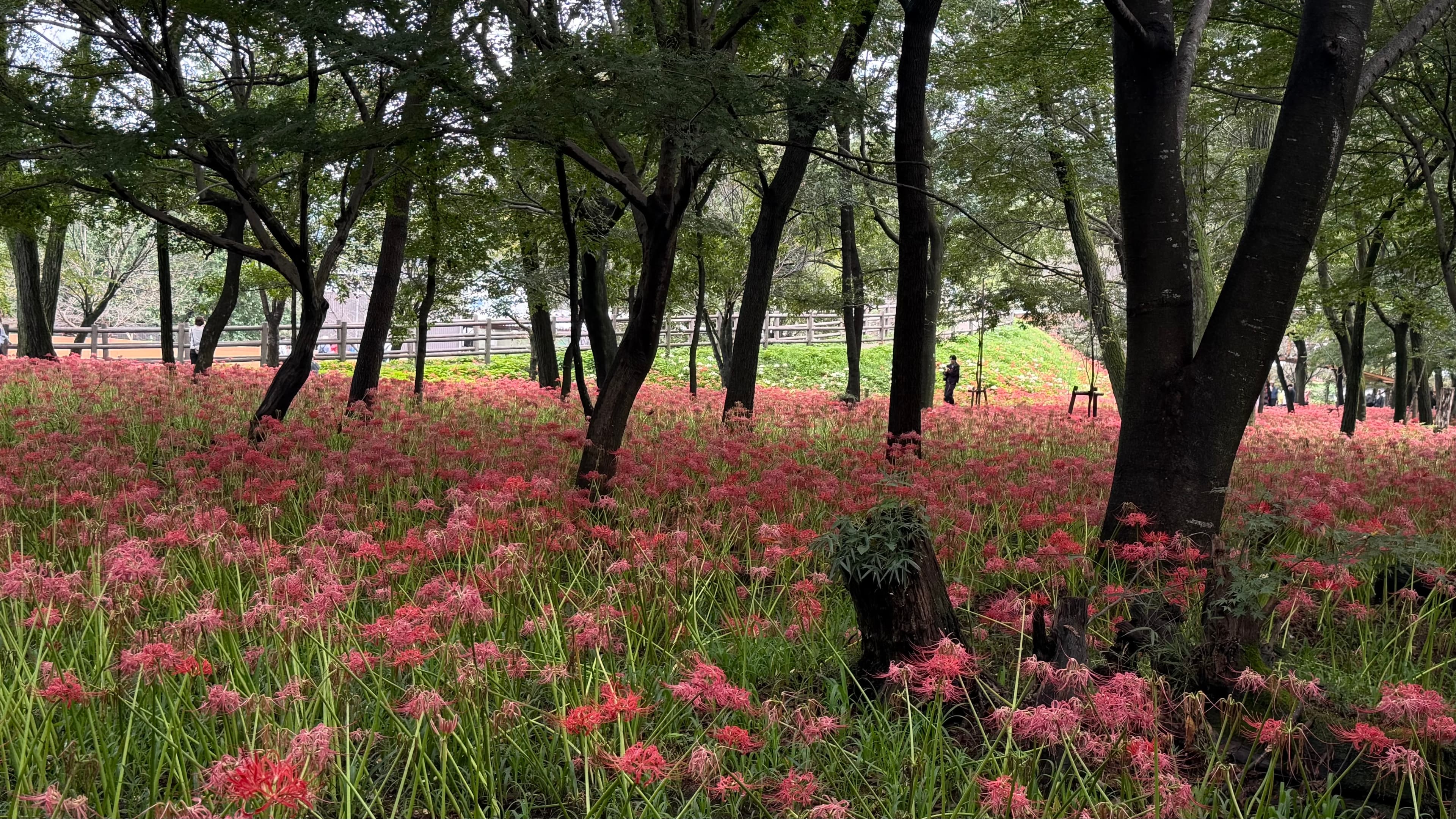 Kinchakuda Manjushage Park - foto 3