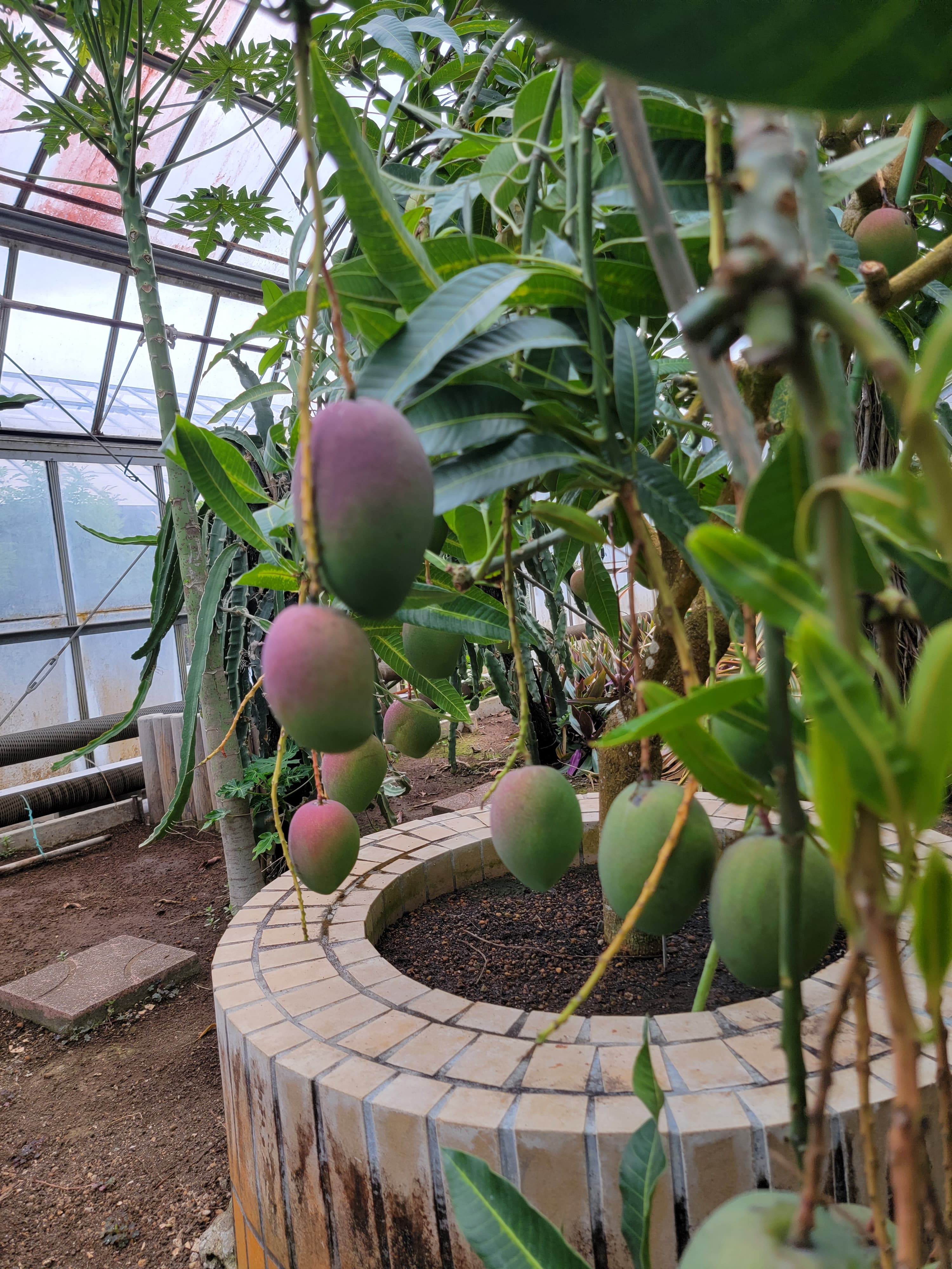 Tateyama Aloha Garden - foto 3