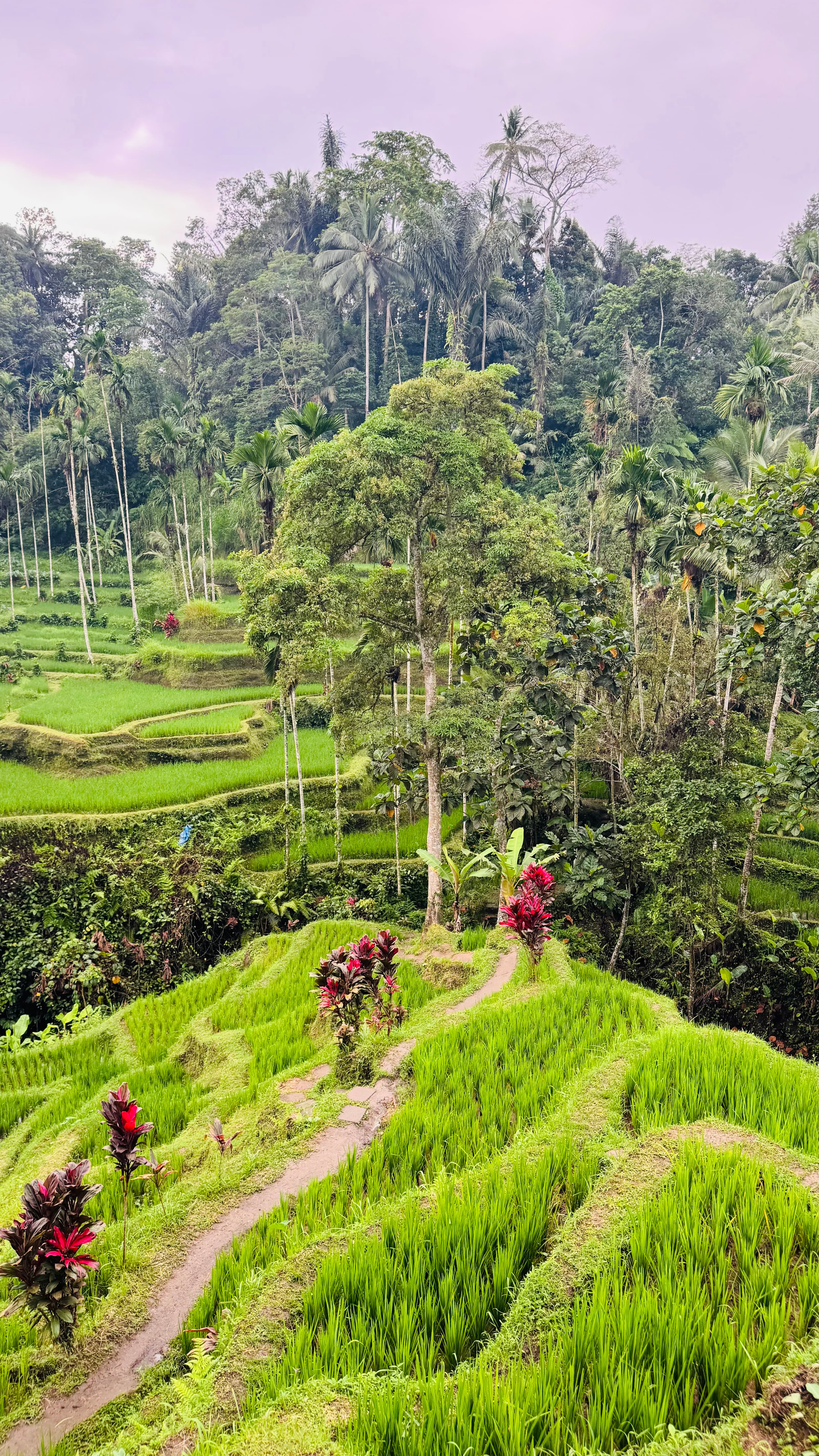 Kedisan, Ubud: terraços e balanços na Indonésia